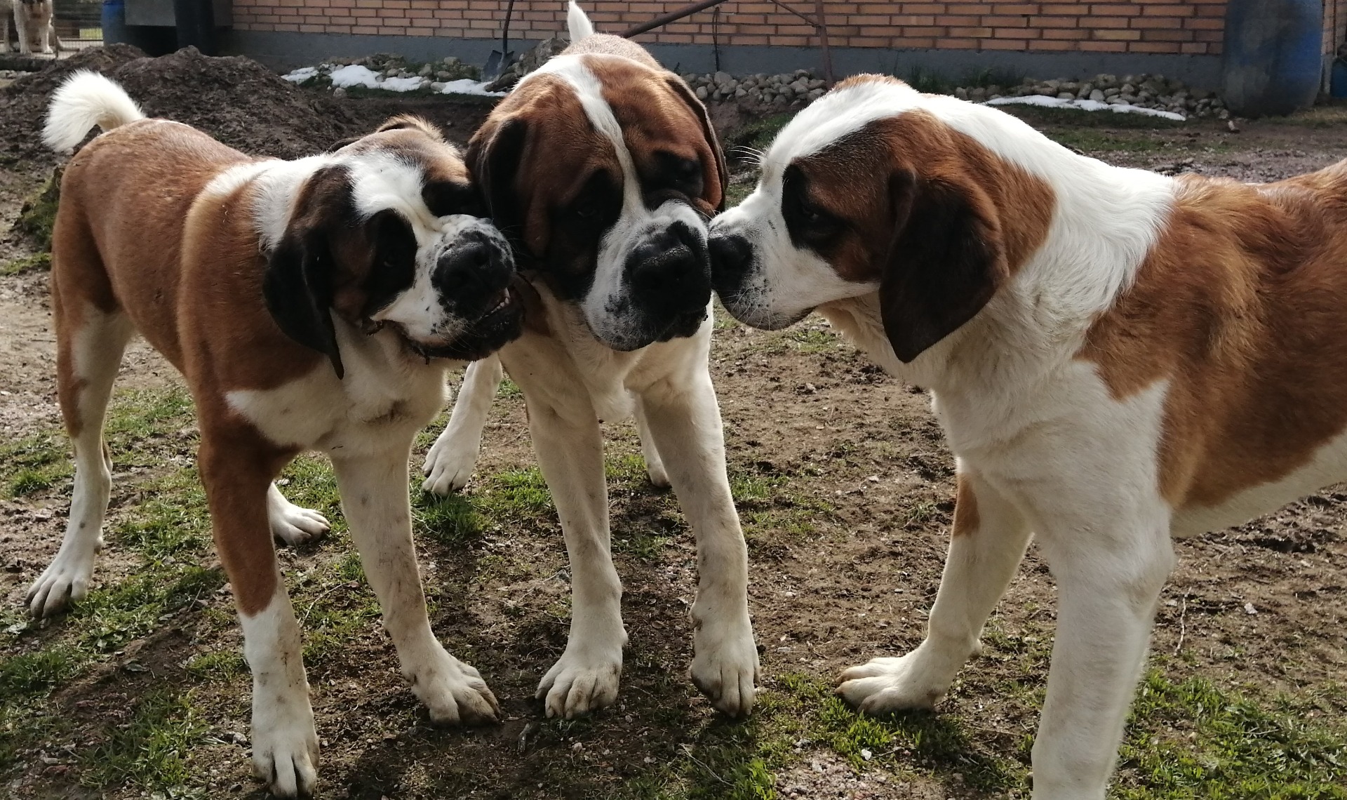 Saint Bernards Jiiteenkennel